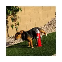 GENERICO - Sanitario de Pipí para Perros Tipo Hidrante