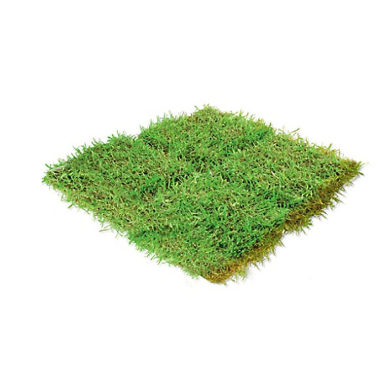 Pasto Natural Americano X Metro Cuadrado