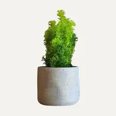 LAR DANIELSEN - Planta artificial con macetero gris - 25 cm