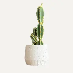 LAR DANIELSEN - Planta artificial con macetero jaspeado - Cactus 37 cm.