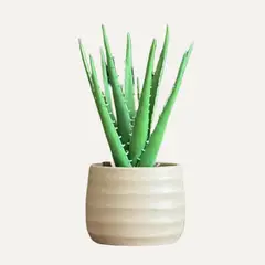 LAR DANIELSEN - Planta artificial con macetero color arena - Sábila 36 cm