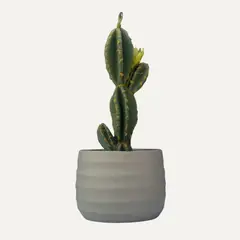 LAR DANIELSEN - Planta artificial con macetero color arena - Cactus 37 cm