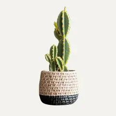 LAR DANIELSEN - Planta artificial con macetero bicolor - Cactus 37 cm.