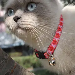 CATITO - COLLAR PARA GATOS - DIJE SANDÌA