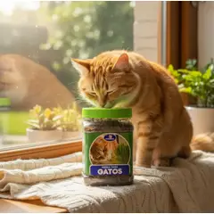 GENERICO - Hierba para Gatos para Plantar  Cultiva Pasto Natural en Casa