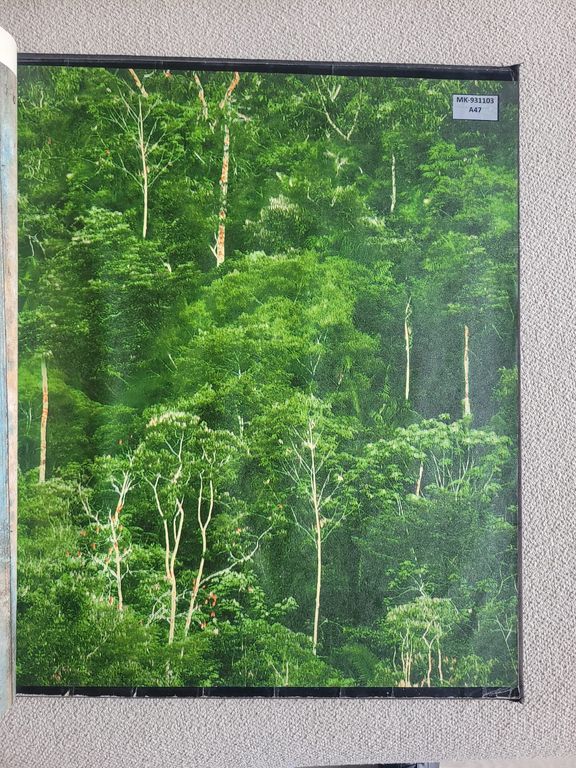 PAPEL TAPIZ DECORATIVO ARBOLES VERDES FORMATO 0.53 X 10.00 M CODIGO A 47
