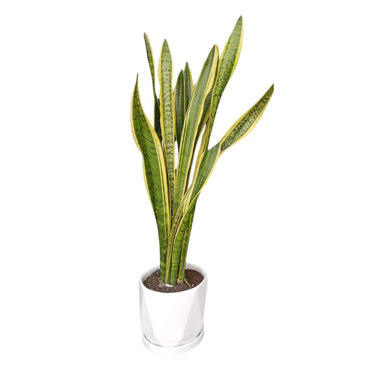 SANSEVIERIA Ó LENGUA DE SUEGRA BY MUNDO ORQUIDEAS