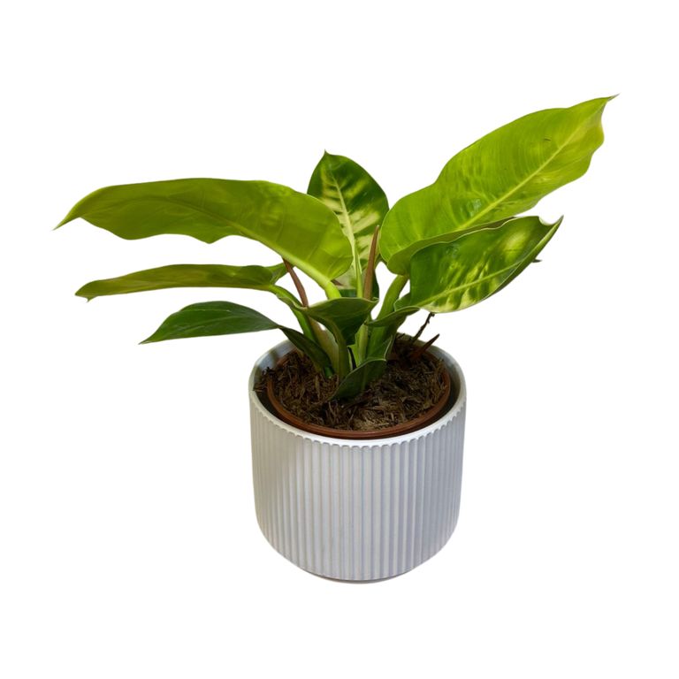 PHILODENDRON CON MACETA DE CERAMICA BY MUNDO ORQUIDEAS