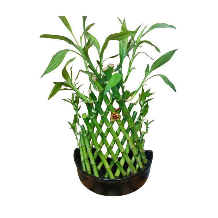 BAMBÚ TRENZADO A MANO BY MUNDO ORQUIDEAS