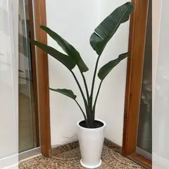 GENERICO - PALMERA VIAJERA CON MACETA DE FIBRA DE VIDRIO