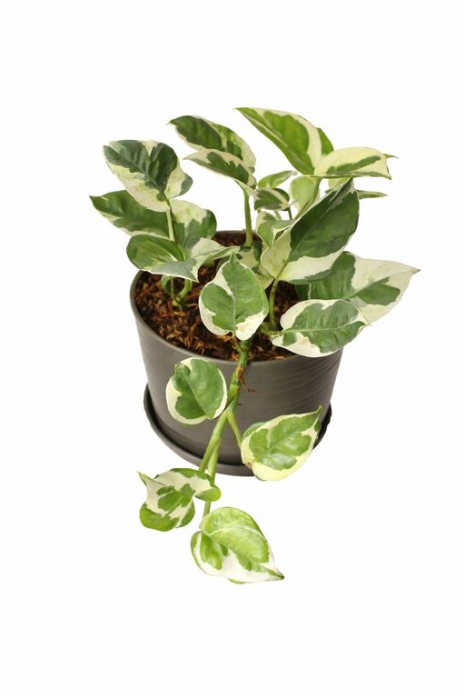 Pothos Variegado verde con blanco