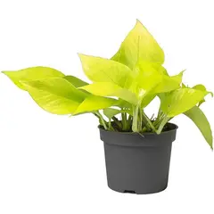 GENERICO - Pothos Neon