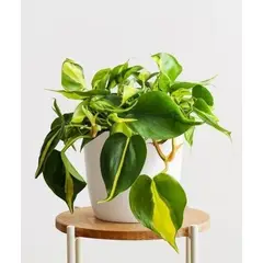 GENERICO - Philodendron Brasil