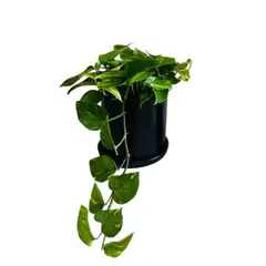 GENERICO - POTHUS EN MACETA CILINDRO NEGRO DE ARCILLA