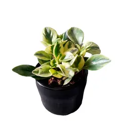 GENERICO - PEPEROMIA VARIEGADA EN MACETA CILINDRO NEGRO DE ARCILLA