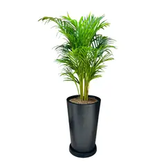 GENERICO - PALMERA HAWAIANA EN MACETA CONO NEGRO DE FIBRA DE VIDRIO