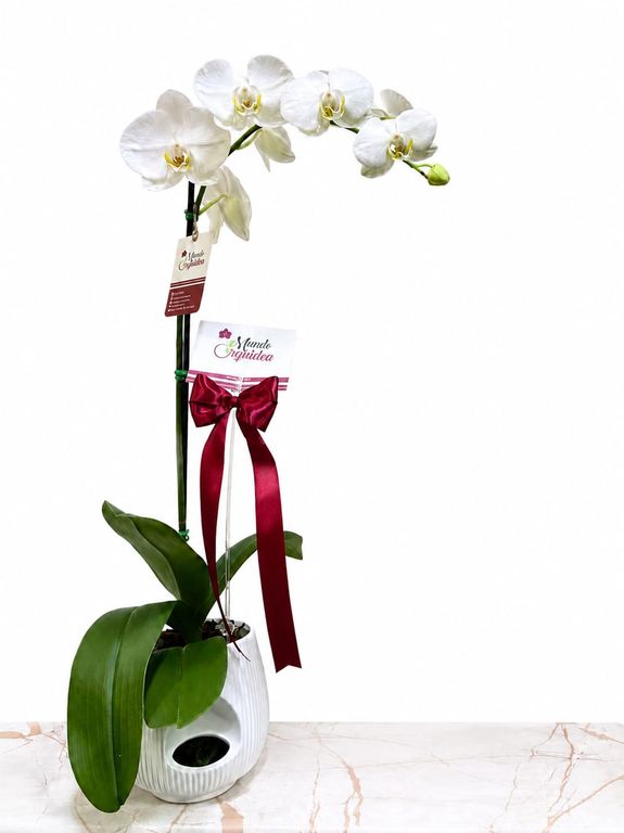 ORQUIDEA PHALAENOPSIS DE COLOR BLANCO CON MACETA DE CERÁMICA