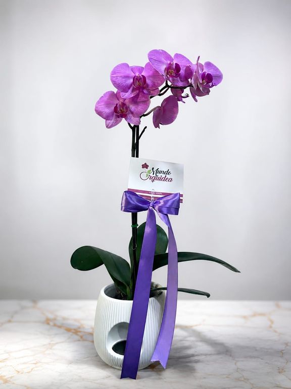ORQUIDEA PHALAENOPSIS DE COLOR LILA CON MACETA DE CERÁMICA