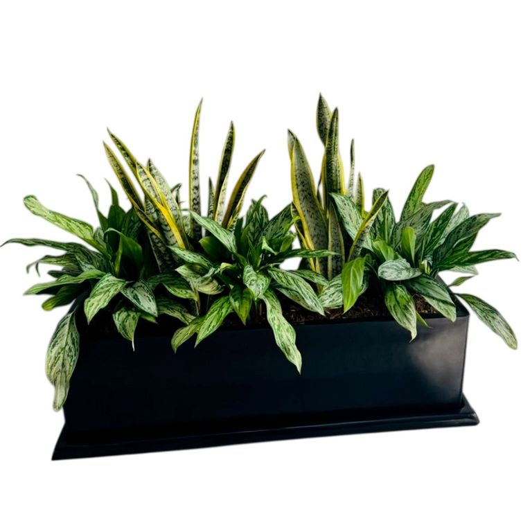 JARDINERA NEGRA CON LENGUA DE SUEGRA Y AGLONEMA