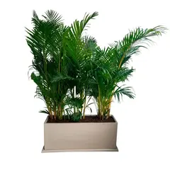 GENERICO - PALMERA HAWAIANA EN JARDINERA RECTANGULAR ARENA