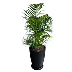 GENERICO - PALMERA HAWAIANA EN MACETA MALVA NEGRO