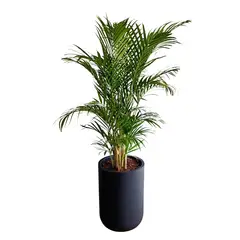 GENERICO - PALMERA HAWAIANA EN MACETA CAPSULA NEGRO
