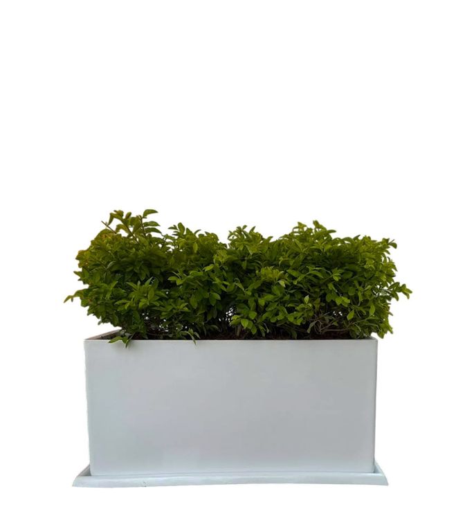 DURANTA LIMON EN JARDINERA BLANCA