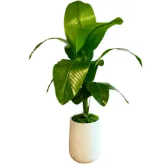 GENERICO - Planta Ave de Paraíso Premiun Artificial Decorativa 160cm + Macetero Blanco de PVC