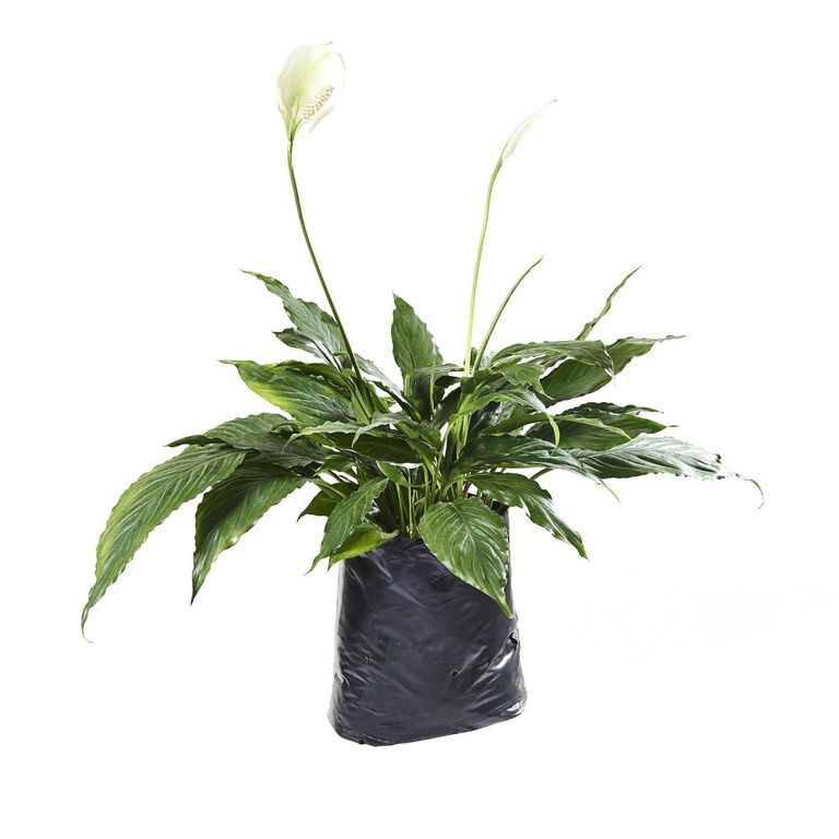 Planta Natural de Interior Spathiphyllum Tasson