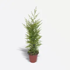 4 ESTACIONES - Planta Natural Cipres Limon Chico