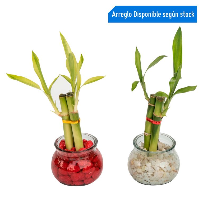 Planta Natural Lucky Bambú