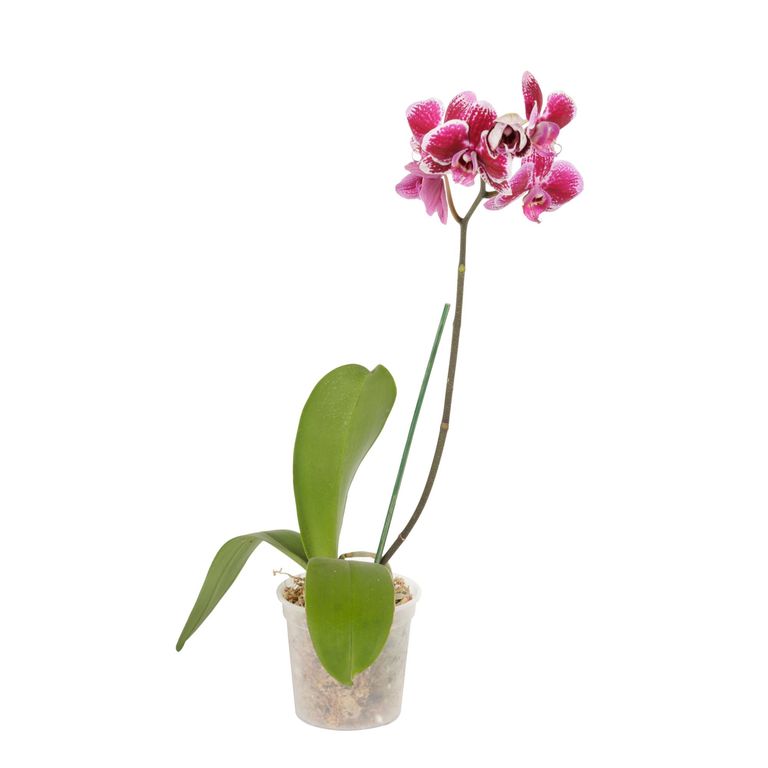 OrquÍdea Natural Phalaen N14 en Maceta