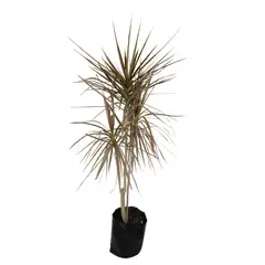 4 ESTACIONES - Dracaena Colorama 70cm