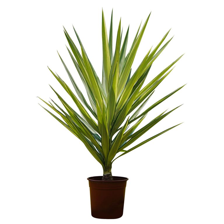Planta Natural Yucca Variegada