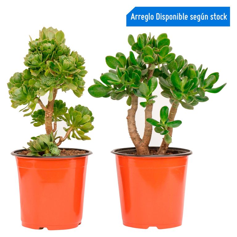 Cactus Mediano Mixto