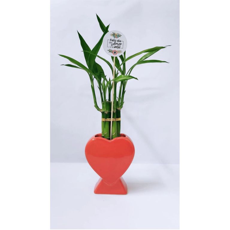 Planta Natural Lucky Bambú Grande en Maceta