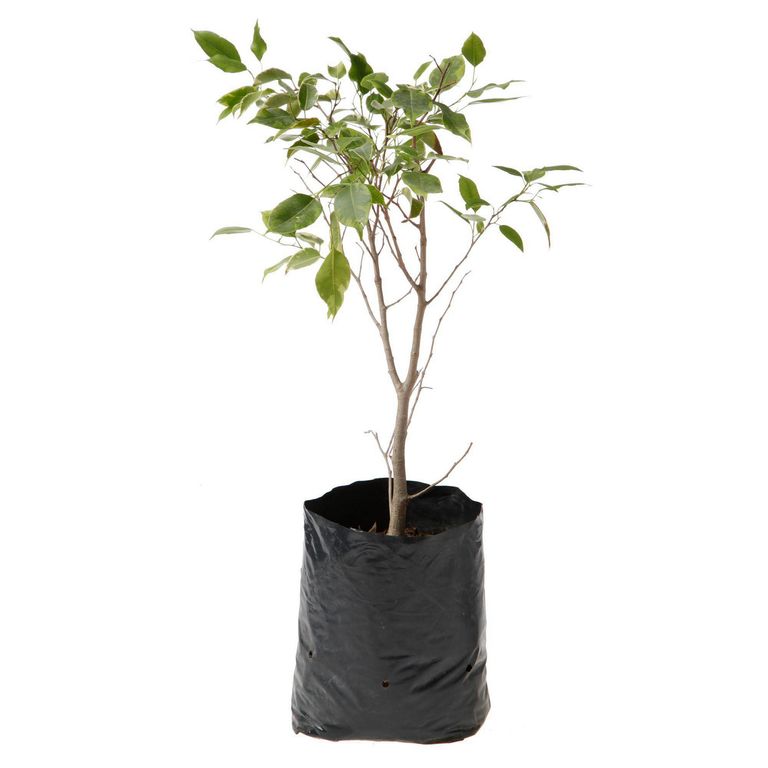 Planta Natural Ficus Mixto