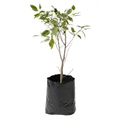 4 ESTACIONES - Planta Natural Ficus Mixto