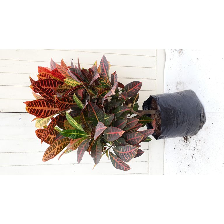 Croton Petra 50Cm
