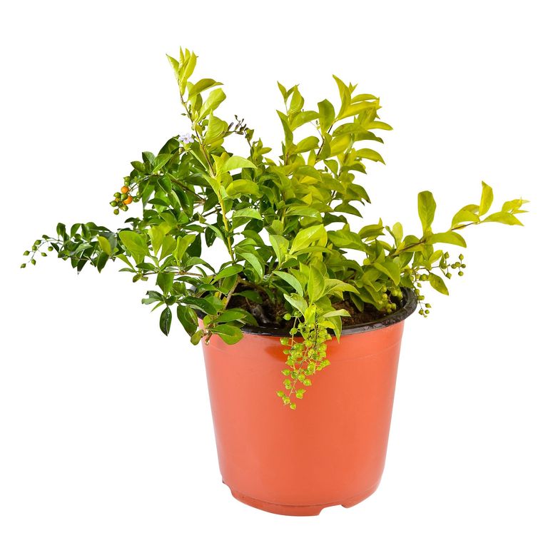 Planta Natural Duranta