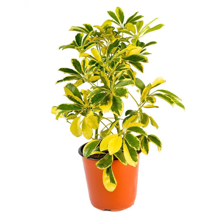 Planta Natural Minischefflera Mixto
