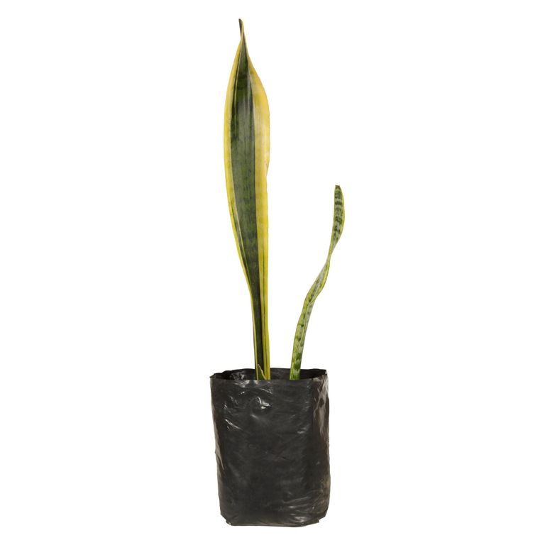 Planta Natural Sanseveria Gigante