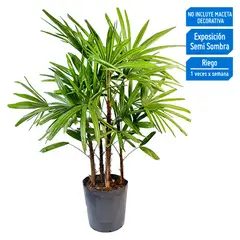 4 ESTACIONES - Planta Natural Alta Palmera Raphis Chica