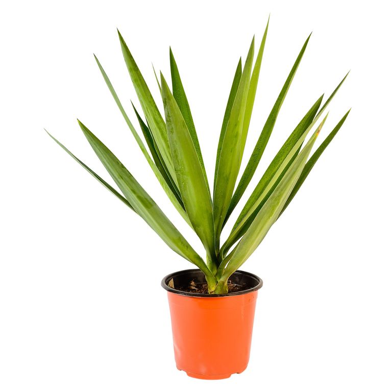 Planta Natural Chica Yucca Punta 70cm