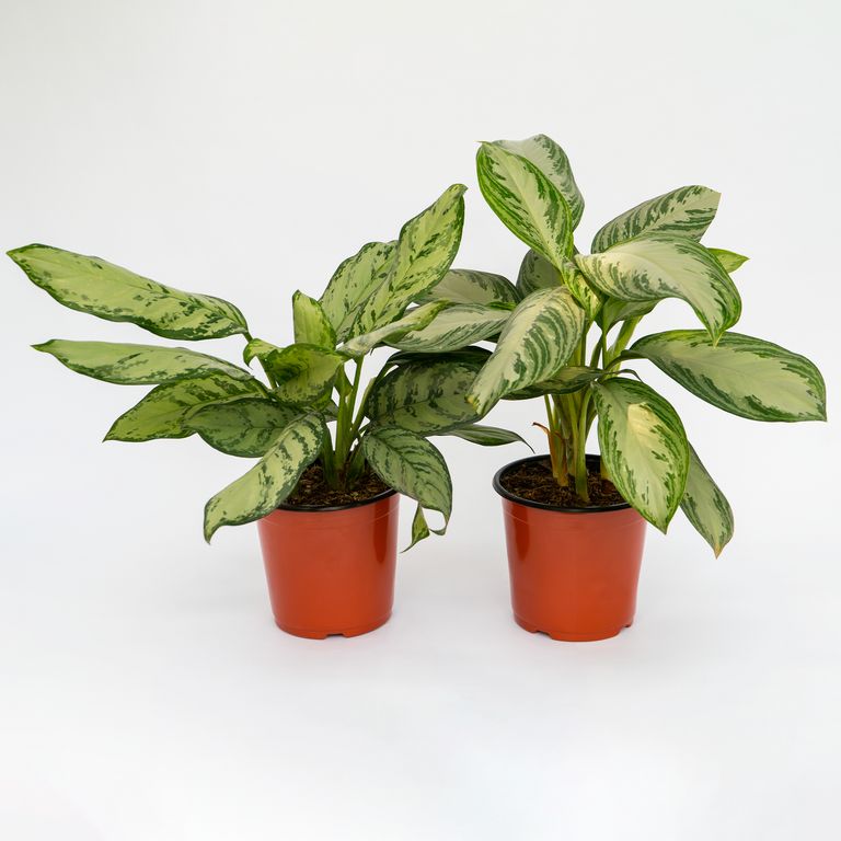 Aglaonema en Maceta