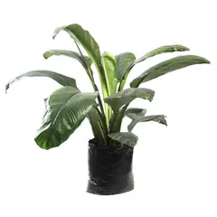 S/M - Spathiphyllum supreme.
