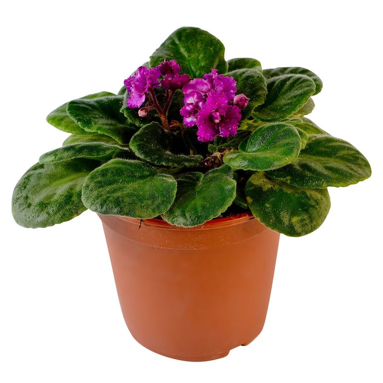 Planta Natural Violeta Africana