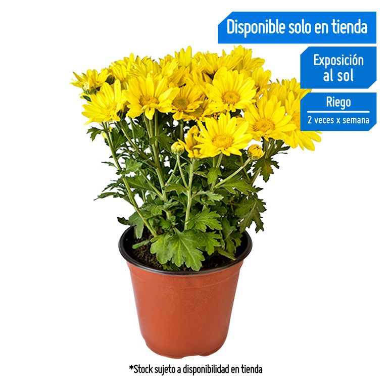 Flor Natural Chrysantemo