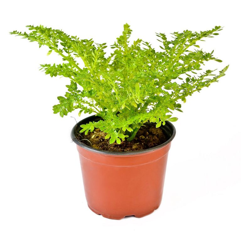 Planta Natural Lentejita