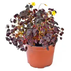 undefined - Planta Natural Oxalis